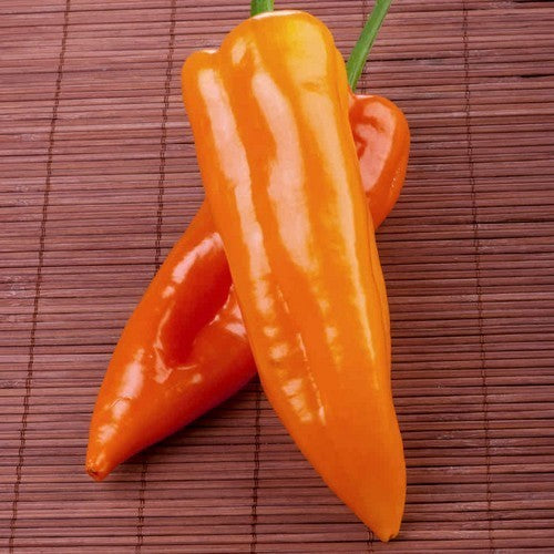 Peper 'Orange Glow'