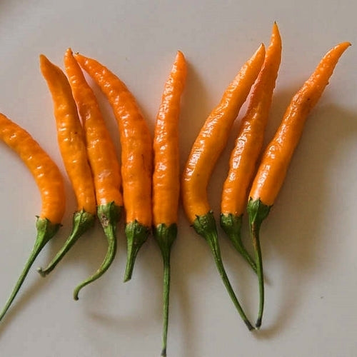 Peper 'Orange Thai' / 'Thai Orange'