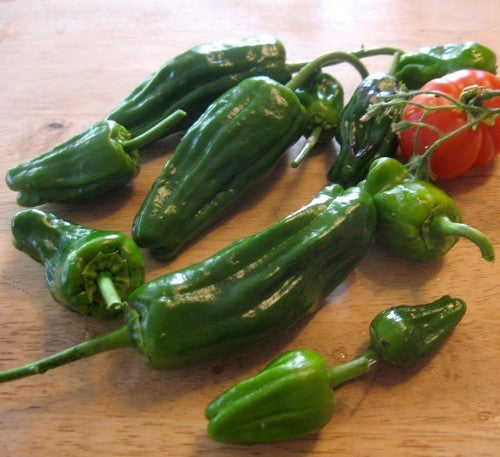 Peper 'Padron' / 'Pimientos de Padron'