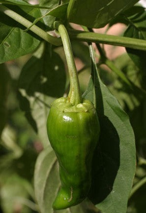 Peper 'Padron' / 'Pimientos de Padron'