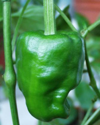 Peper 'Padron' / 'Pimientos de Padron'