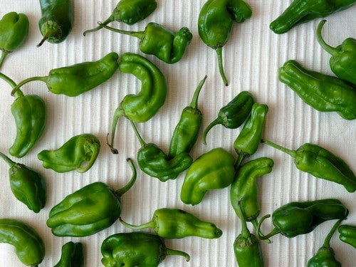 Peper 'Padron' / 'Pimientos de Padron'
