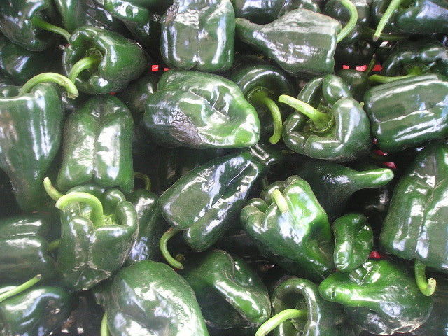 Peper 'Padron' / 'Pimientos de Padron'