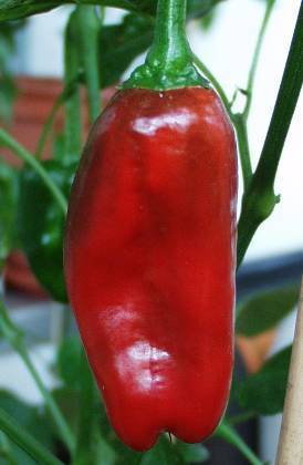 Peper 'Padron' / 'Pimientos de Padron'