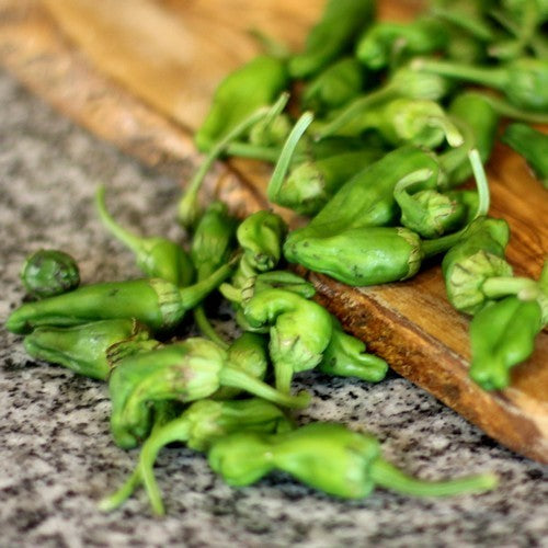 Peper 'Padron' / 'Pimientos de Padron'