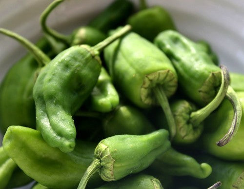 Peper 'Padron' / 'Pimientos de Padron'