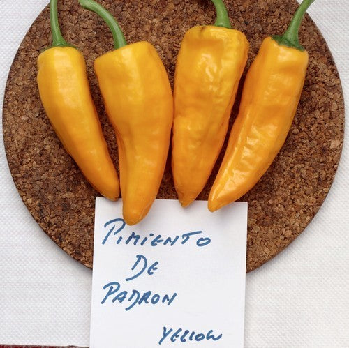 Insect Tapas Pepper 'Padron Yellow' / 'Pimientos de Padron Yellow' | Vreeken's Zaden