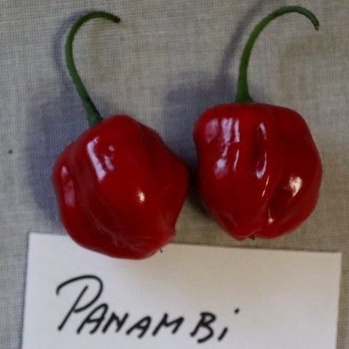 Pepper 'Panambi'