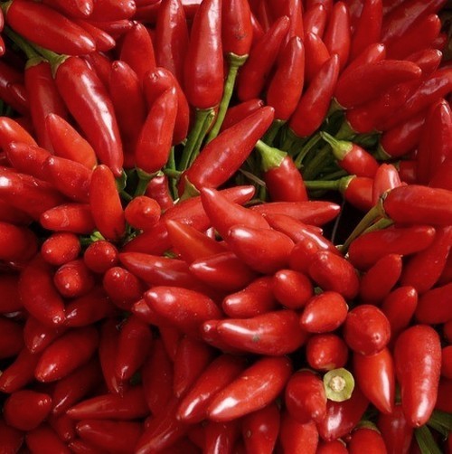 Peper 'Peperoncino Etna' / 'Etna'