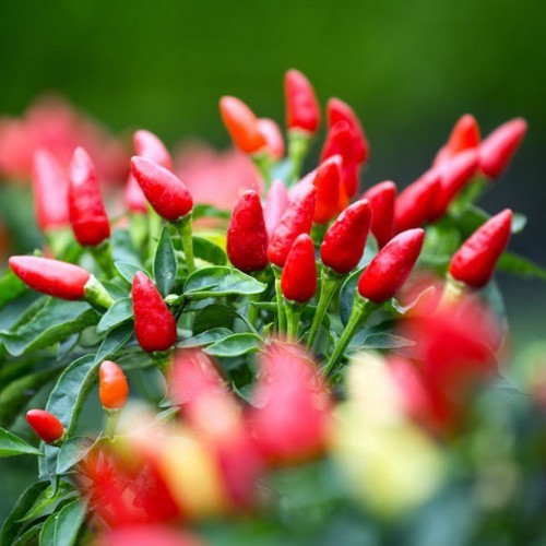 Peper 'Peperoncino Etna' / 'Etna'