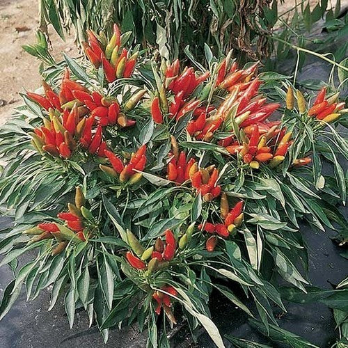 Peper 'Peperoncino Etna' / 'Etna'