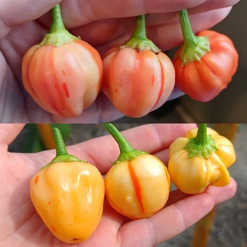 Pepper 'Peppapeach Stripey'