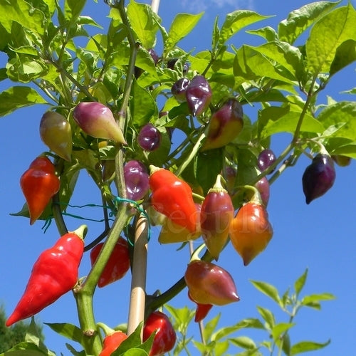 Peper 'Peru Scarlet Lantern'