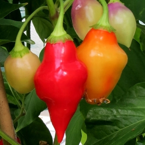 Peper 'Peru Scarlet Lantern'