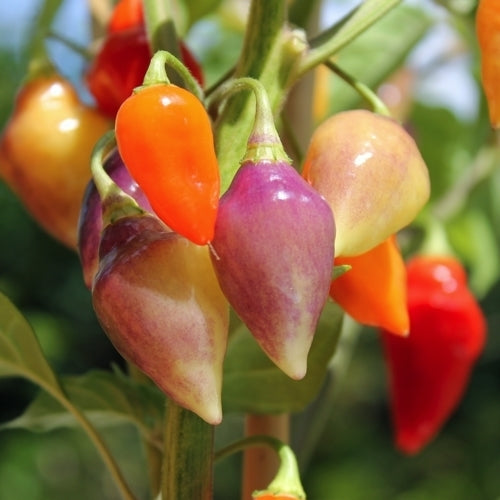 Peper 'Peru Scarlet Lantern'
