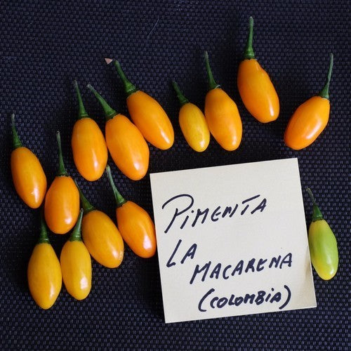 Peper 'Pimenta la Macarena'