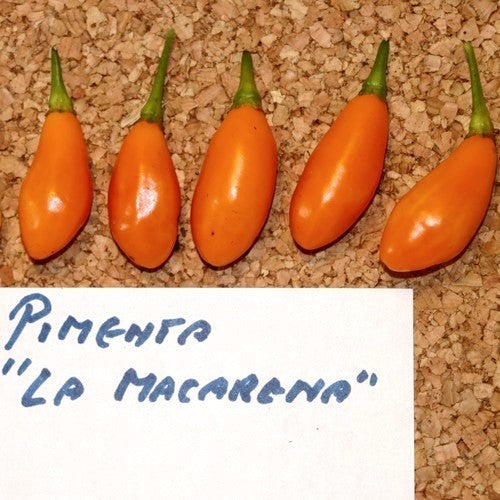 Peper 'Pimenta la Macarena'