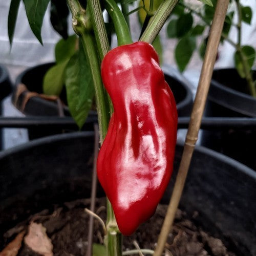 Peper 'Pimienta Picona' / 'Pimenta Picona' / Pimiento Pi