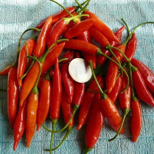 Pepper 'Piura Aji' / 'Aji Piura' / 'Red Glow'