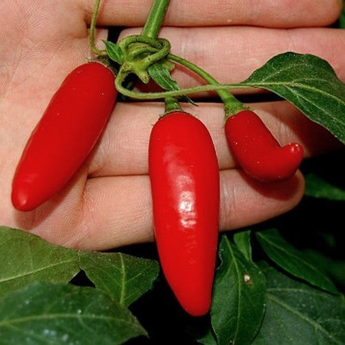 Pepper 'Pi 260560'