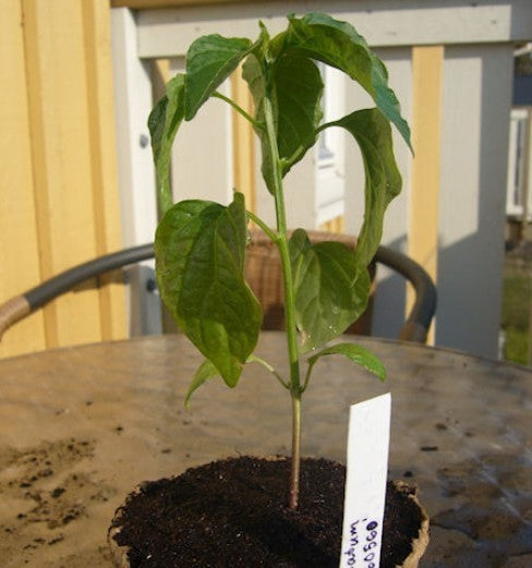 Pepper 'Pi 260560'