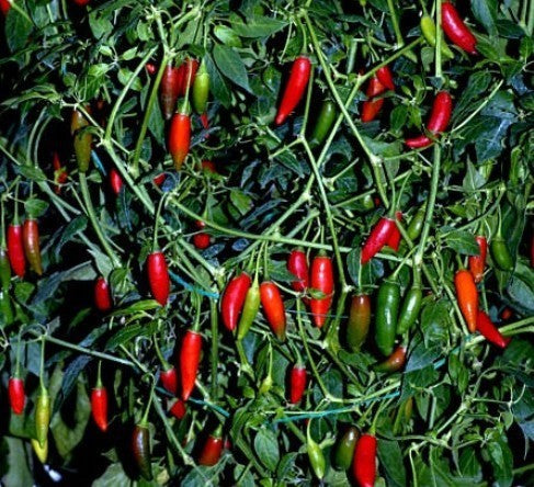 Pepper 'Pi 260560'