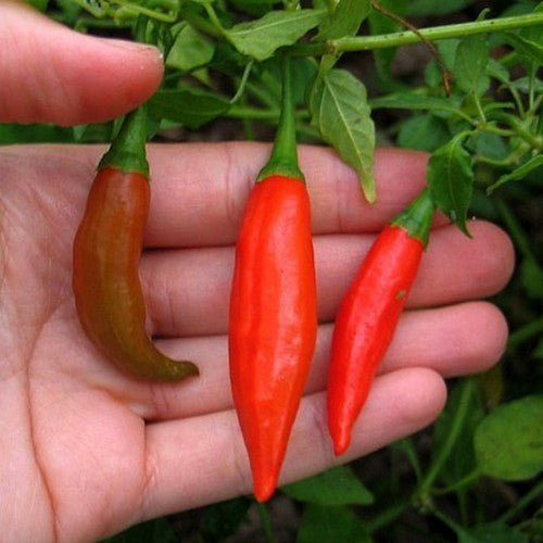 Pepper 'Pi 260560'