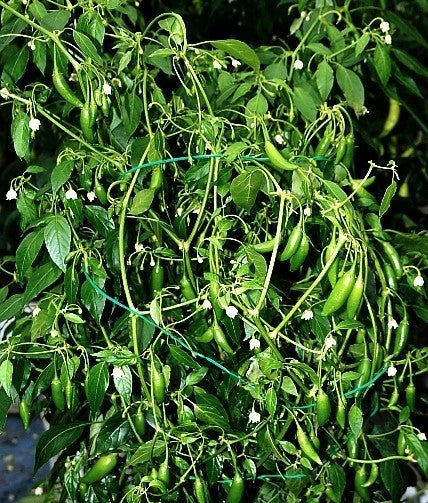 Pepper 'Pi 260560'