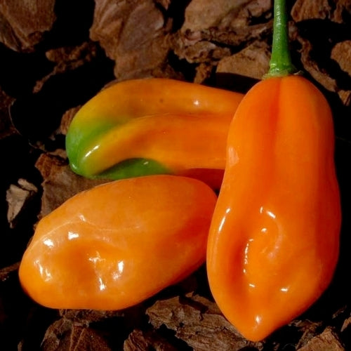 Peper 'PicKersgill's Orange''