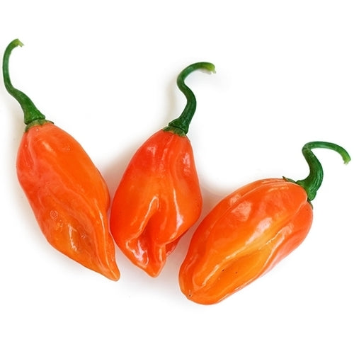 Peper 'PicKersgill's Orange''