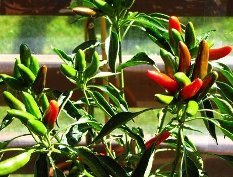 Pepper 'Picante A Mazzetti'