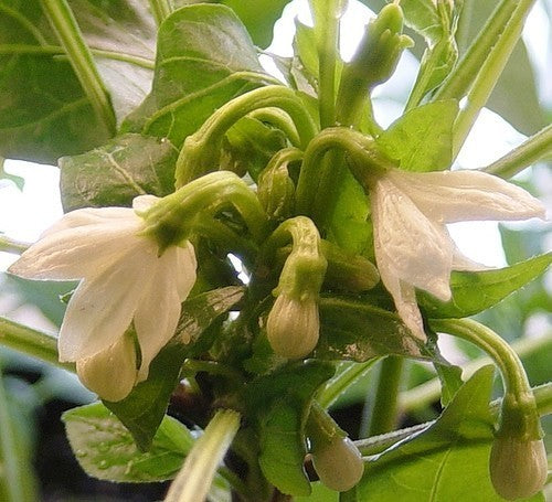 Peper 'Poinsettia Dark'
