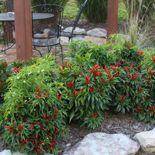 Peper 'Poinsettia Dark'