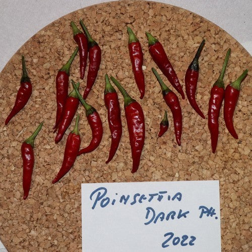 Peper 'Poinsettia Dark'