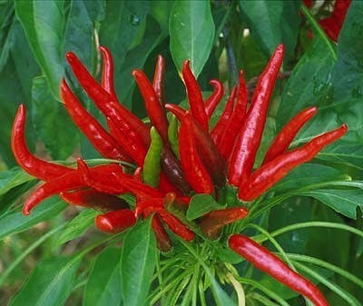 Peper 'Poinsettia Dark'