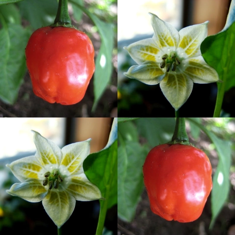 Peper 'Polombo PI 439411'