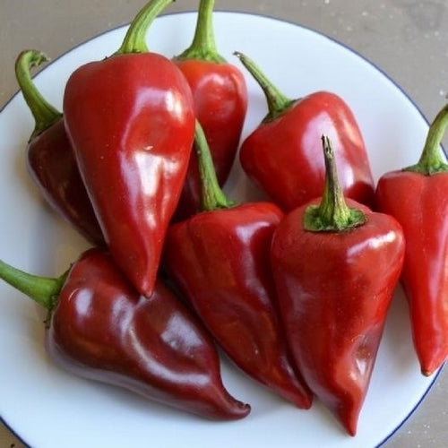 Pepper 'Pimiento de Piquillo'