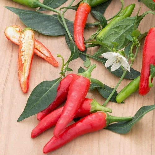 Pepper 'Pikito'