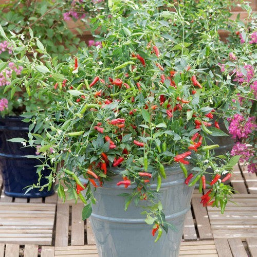 Pepper 'Pikito'