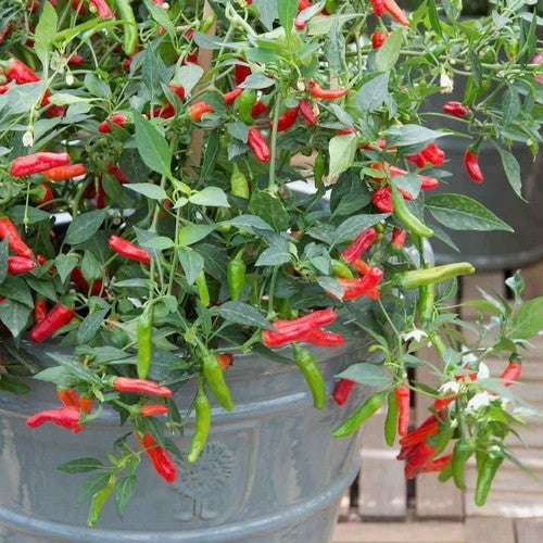 Pepper 'Pikito'