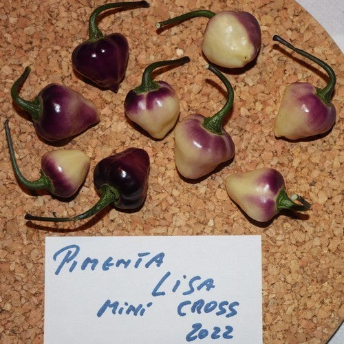 Peper 'Pimenta Lisa'