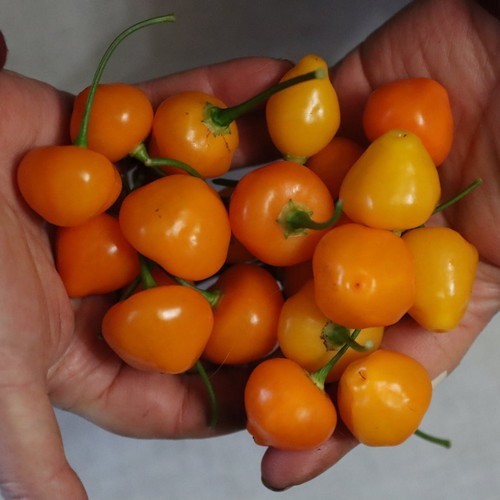 Peper 'Piriz'