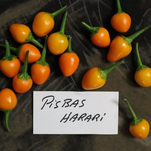 Pepper 'Pisbas Harari'
