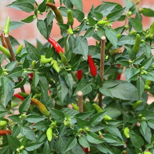 Peper 'Pipi de Mono' / 'Pinguita de Mono'