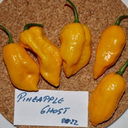 Peper 'Pineapple Ghost'