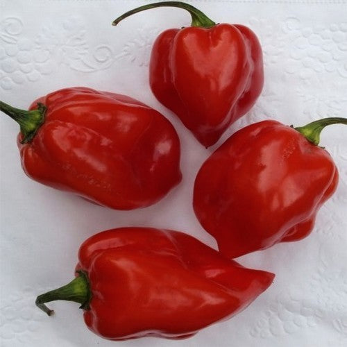 Peper 'Pimenta de Cheiro'