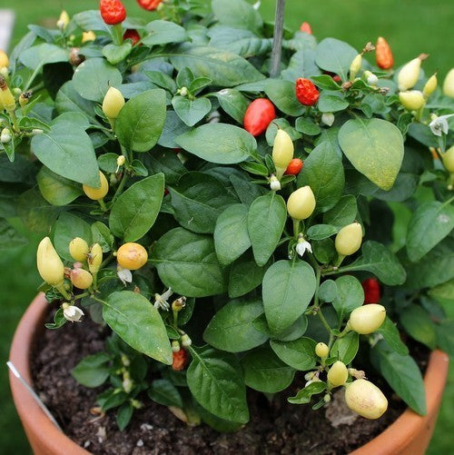 Pepper 'Prairie Fire'