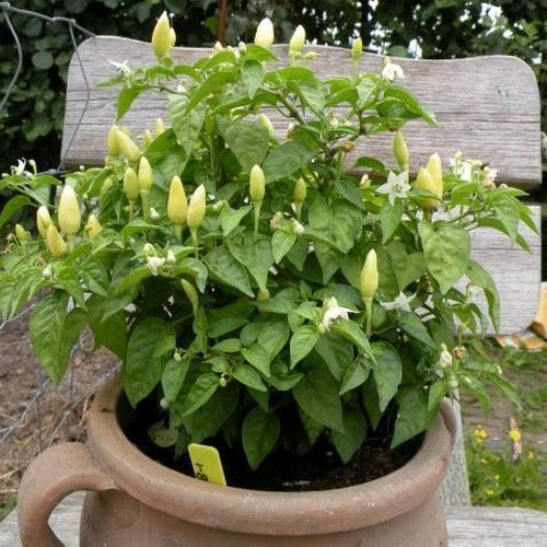 Pepper 'Prairie Fire'