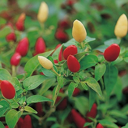 Pepper 'Prairie Fire'