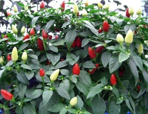 Pepper 'Prairie Fire'